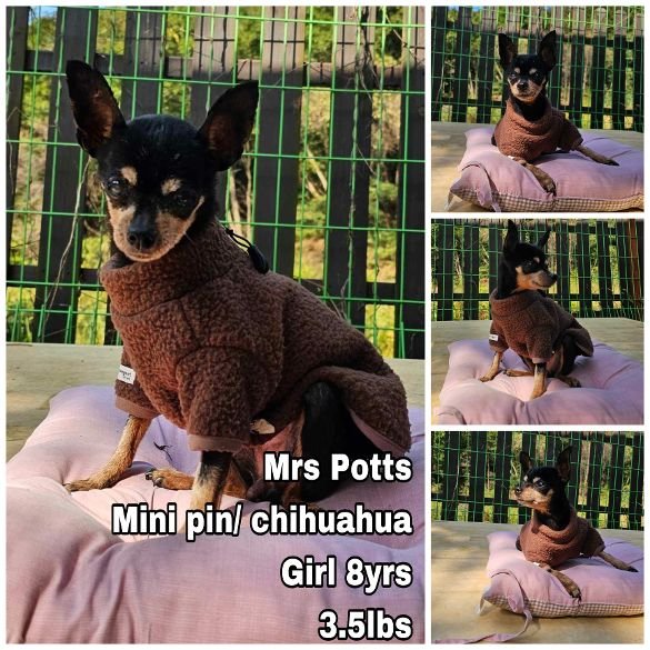 adoptable Dog in Federal Way, WA named Mrs. Potts from Korea