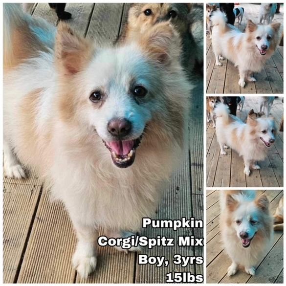 adoptable Dog in Federal Way, WA named Pumpkin from Korea