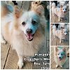 adoptable Dog in  named Pumpkin from Korea