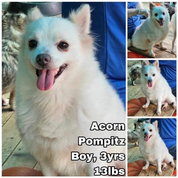 adoptable Dog in Federal Way, WA named Acorn from Korea