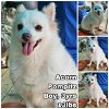 adoptable Dog in federal way, WA named Acorn from Korea