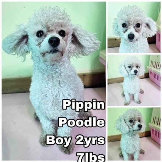 adoptable Dog in Federal Way, WA named Pippin from Korea