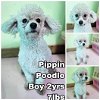 adoptable Dog in , WA named Pippin from Korea