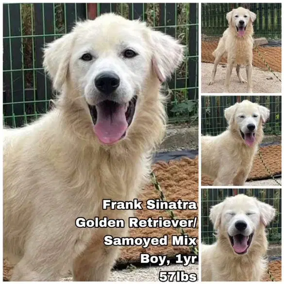 Frank Sinatra From Korea - Golden Retriever