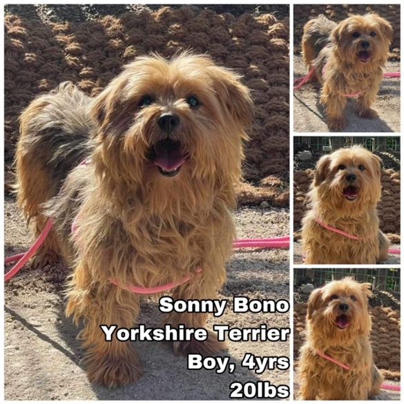 Sonny's yorkie rescue sales shelter