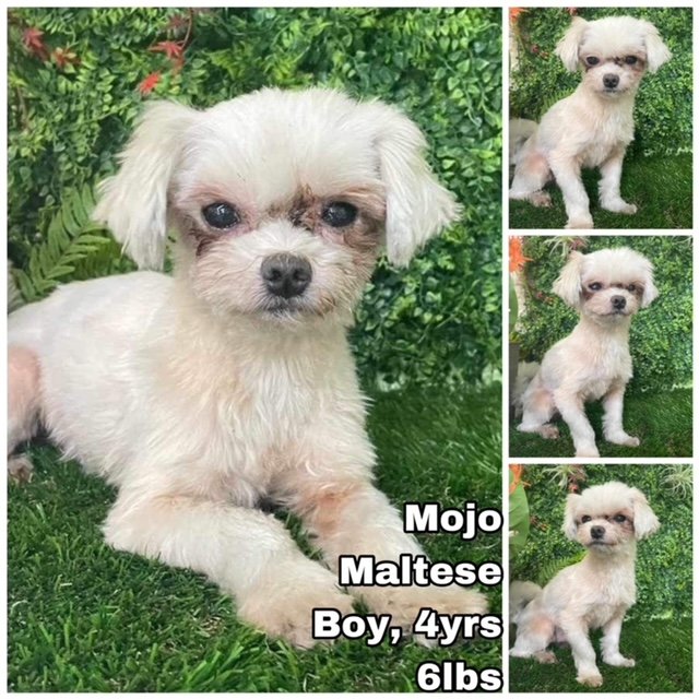 adoptable Dog in Federal Way, WA named Mojo from Korea