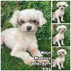 adoptable Dog in  named Mojo from Korea