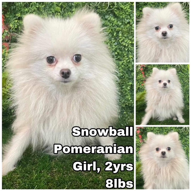 Dog for Adoption Snowball from Korea, a Pomeranian in Snohomish, WA