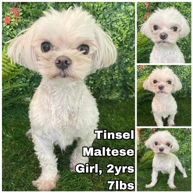 adoptable Dog in Federal Way, WA named Tinsel from Korea