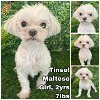 adoptable Dog in  named Tinsel from Korea