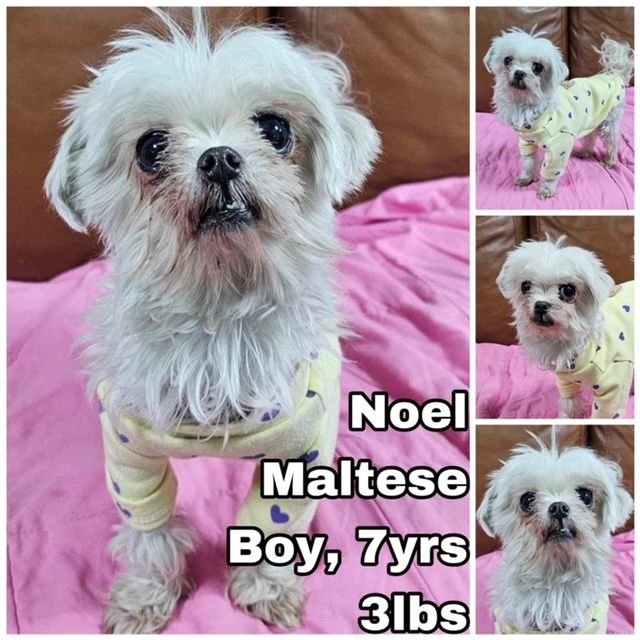 adoptable Dog in Federal Way, WA named Noel from Korea