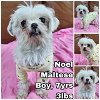 adoptable Dog in  named Noel from Korea