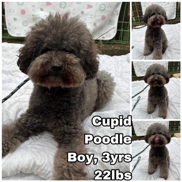adoptable Dog in Federal Way, WA named Cupid for Korea