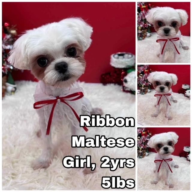 adoptable Dog in Federal Way, WA named Ribbon from Korea