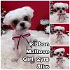 adoptable Dog in  named Ribbon from Korea