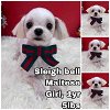 adoptable Dog in  named Sleigh Bell from Korea