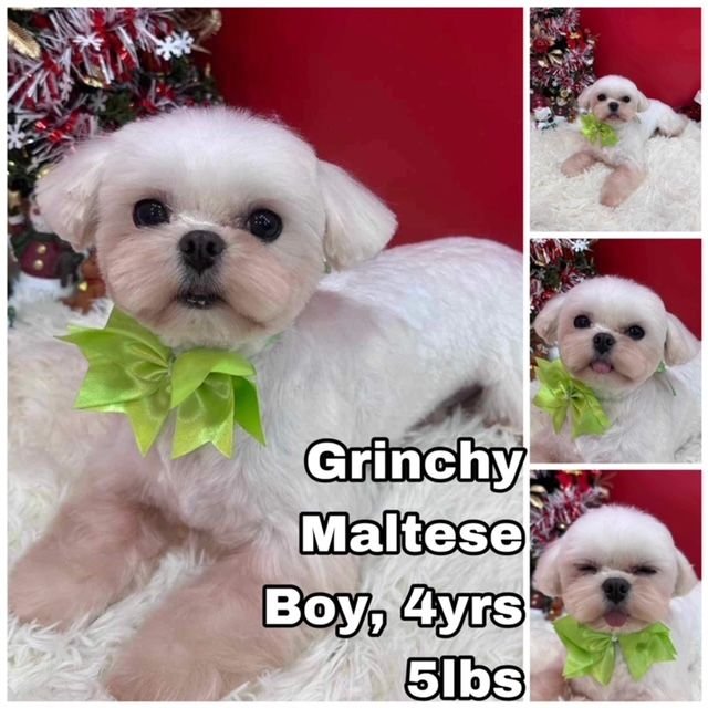 adoptable Dog in Federal Way, WA named Grinchy from Korea