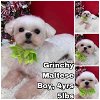 adoptable Dog in  named Grinchy from Korea