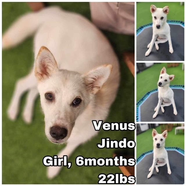 adoptable Dog in Federal Way, WA named Venus from Korea