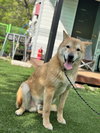 Pluto from Korea - Photo 2