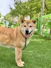 Pluto from Korea - Photo 3
