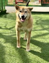 Pluto from Korea - Photo 4