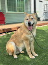Pluto from Korea - Photo 5