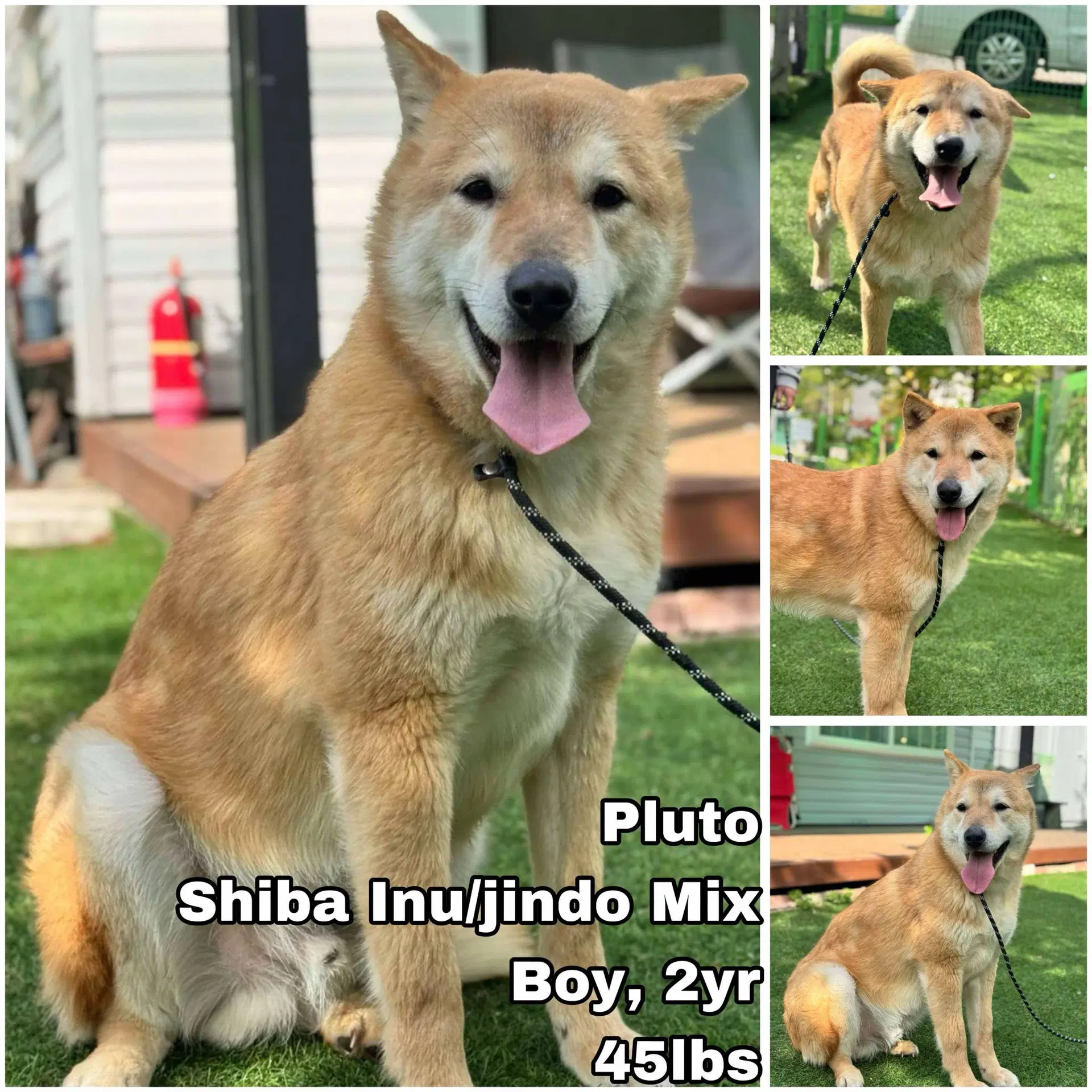 Pluto From Korea - Shiba Inu