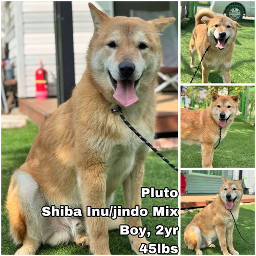 PLUTO FROM KOREA - Shiba Inu / Jindo (Korean) available for adoption