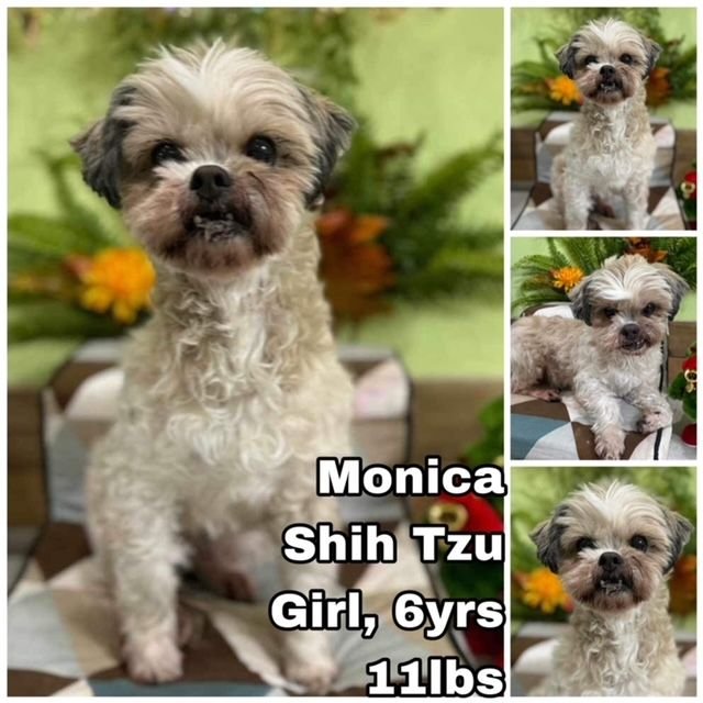 adoptable Dog in Federal Way, WA named Monica from Korea
