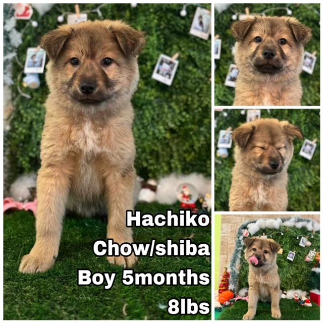 Dog for Adoption Hachiko from Korea, a Chow Chow in Kenmore, WA