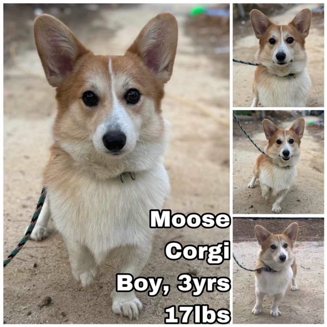 Dog for Adoption - Moose from Korea, a Corgi in Joint Base Lewis ...