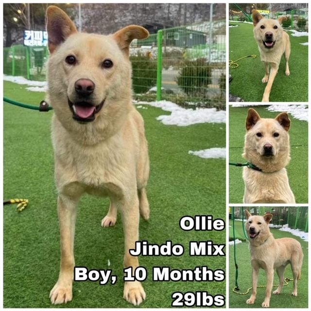 adoptable Dog in Federal Way, WA named Ollie from Korea