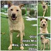 adoptable Dog in , WA named Ollie from Korea