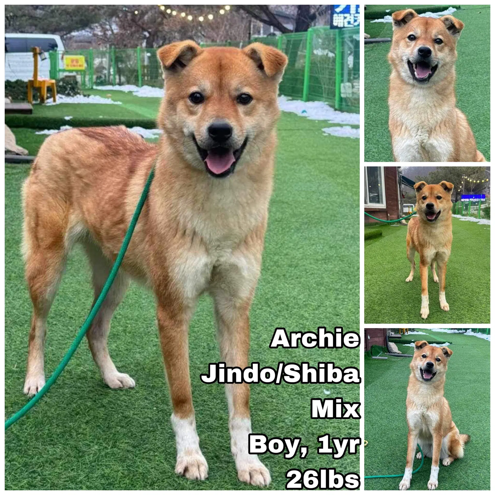Archie From Korea - Jindo (Korean)