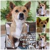 adoptable Dog in  named Bronwen from Korea