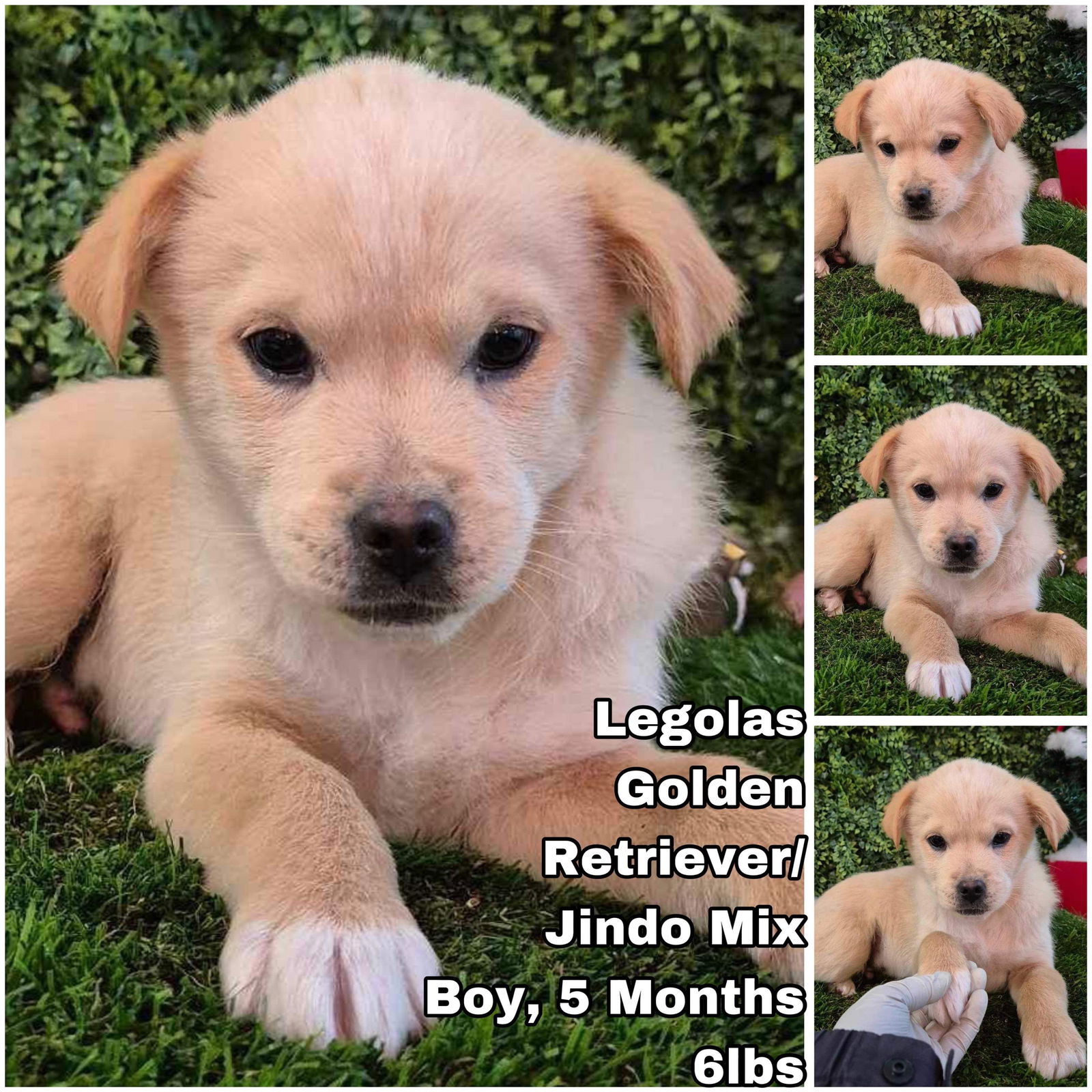 Dog for Adoption - Legolas from Korea, a Golden Retriever in Pierce ...