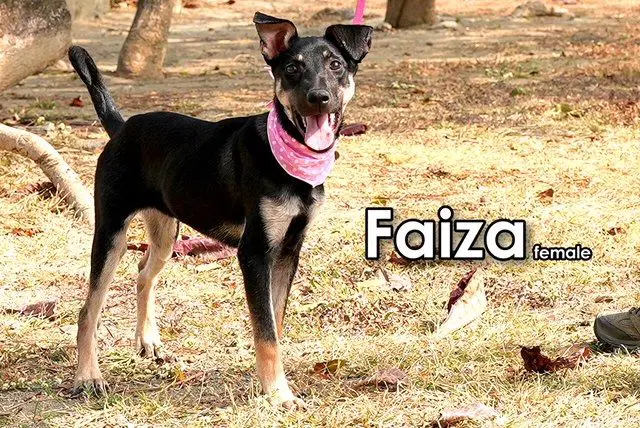 Faiza From Taiwan - Mountain Dog