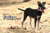 Faiza from Taiwan - Photo 5