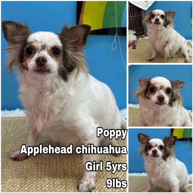 adoptable Dog in Federal Way, WA named Poppy from Korea