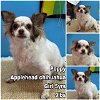 adoptable Dog in  named Poppy from Korea