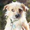 adoptable Dog in  named Lily Syd from Mexicp