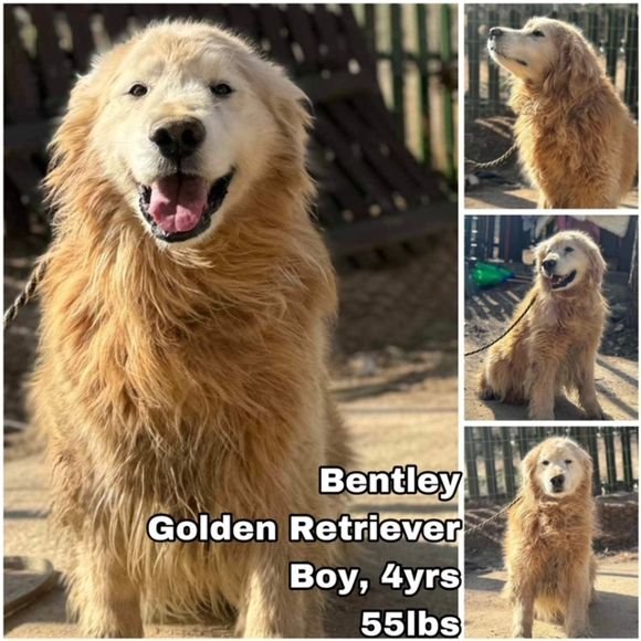 adoptable Dog in Federal Way, WA named Bentley from Korea