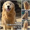 adoptable Dog in federal way, WA named Bentley from Korea