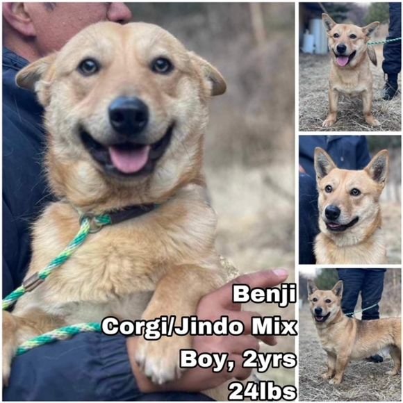adoptable Dog in Federal Way, WA named Benji from Korea