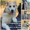 adoptable Dog in , WA named Winnie from Korea