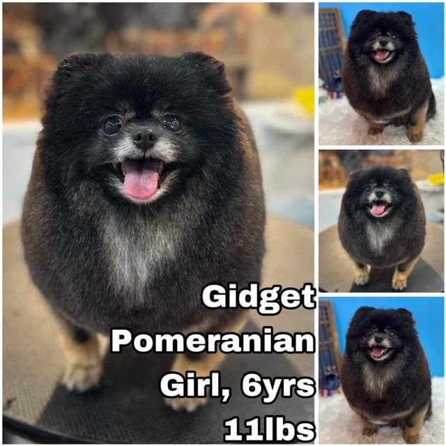 adoptable Dog in Federal Way, WA named Gidget from Korea