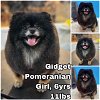 adoptable Dog in  named Gidget from Korea