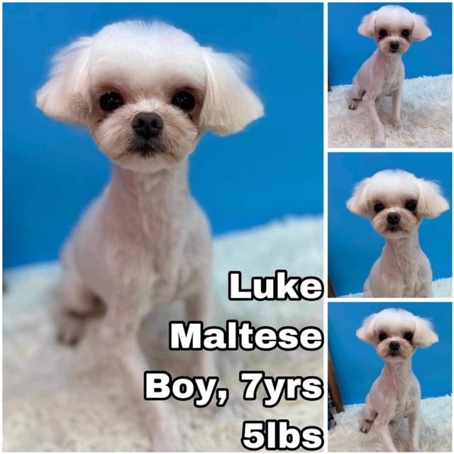 adoptable Dog in Federal Way, WA named Luke from Korea