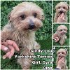 adoptable Dog in  named Cindy-Lou from Korea